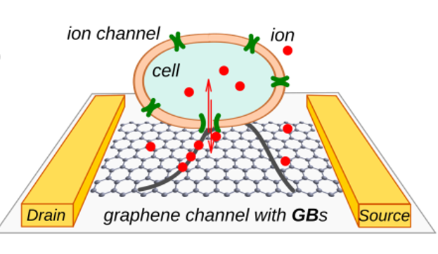 neuron graphene transistor