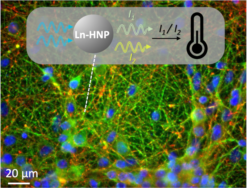 dual light emitting nanocrystals thermal sensing neurons