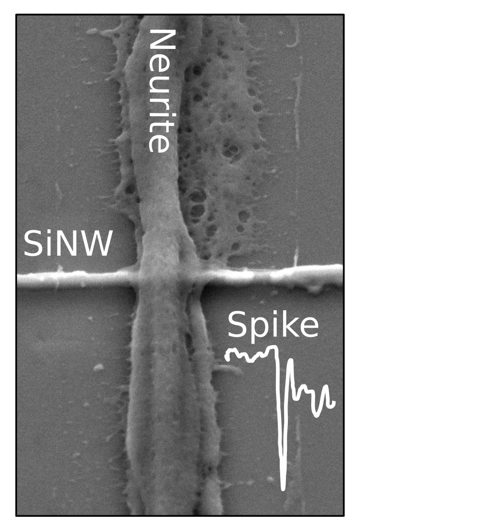 neuron nanowire silicon